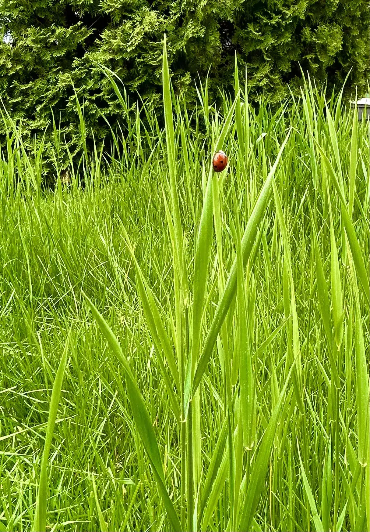 In the Tall Grass